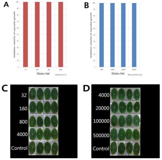 Control effect of fluopyram on the gray mold caused by Botrytis cinerea on cotyledon of cucumber inoculated with mycelial disc. A; Control value of fluopyram treated with ULV against sensitive isolates T5-2, B; Control value of fluopyram treated with hand spray against sensitive isolates T5-2, C; Photograph of the activity of fluopyram treated with ULV on cotyledon against sensitive isolate B. cinerea T5-2, D; Photograph of the activity of fluopyram treated with hand spray on cotyledon against sensitive isolate B. cinerea T5-2