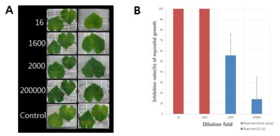 Control effect of fluazinam on the gray mold caused by Botrytis cinerea on the first leaf of cucumber inoculated with mycelial disc. A; Photograph of the activity of fluazinam treated with ULV and hand spray on the first leaf against resistant isolate B. cinerea CN20, B; Control value of fluazinam treated with ULV and hand spray against resistant isolates CN20