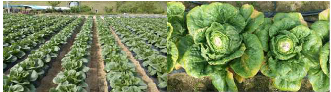 A panoramic view of the cabbage field for Downy mildew experiment