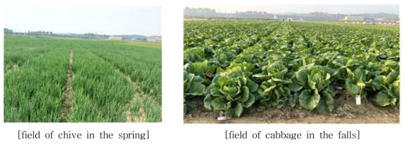 Fields of the chives and cabbage for testing the fungicides against downy mildew