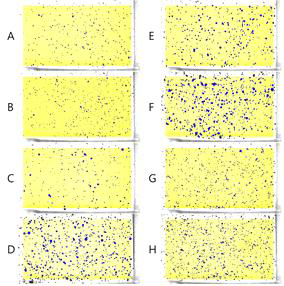 The coverage of the water sensitive papers placed in the center of each surfactant test zone. To spray surfactant solutions, the flight speed of the multicopter was adjusted to 3.0 m/s and the flight altitude was done to 2.0 m. The nozzles used were XR110015 (A, B, C and D) and DG11002 (E, F, G and H). Water; A and E, the blend of alkylaryl polyethoxylate and sodium salt of akylsulfonatedalkylate; B and F, polyoxyethylene methyl polysiloxane; C and G, the mixture of polyoxyethylene alkylaryletherand sodium lignosulfonate; D and H