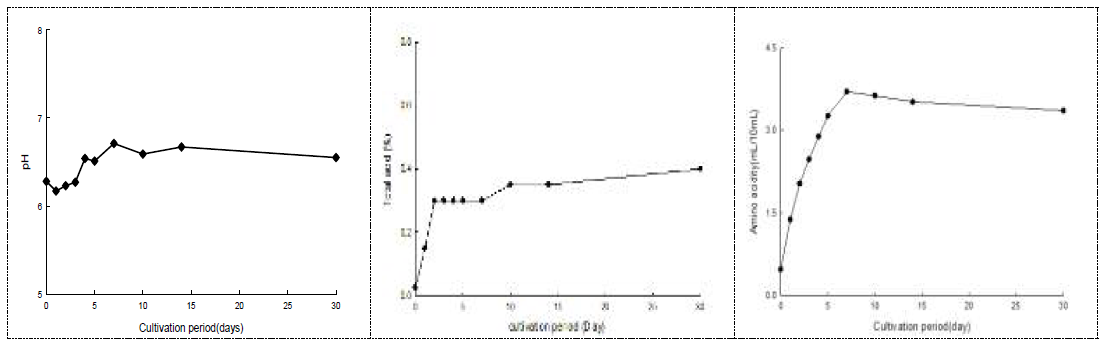 밀누룩 배양 중 pH, 총산, 아미노산도 변화