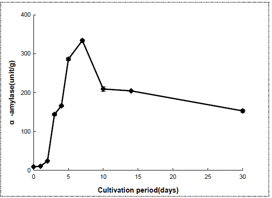 밀누룩 배양 중 α-amylase 변화