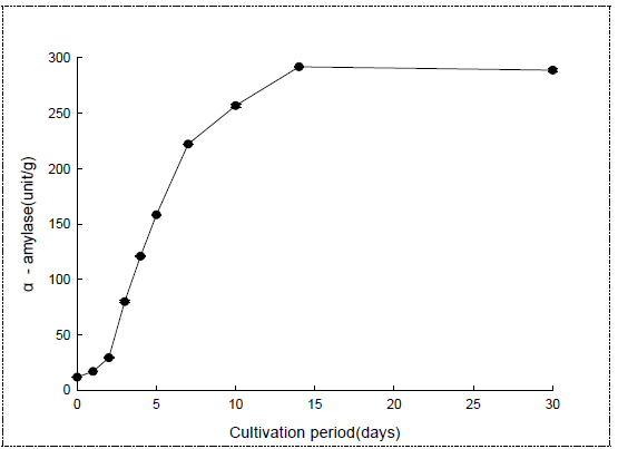 향온국 배양 중 α-amylase 변화