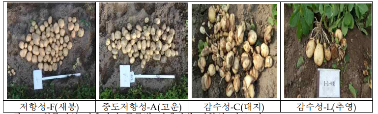 원주지역 가을감자 품종별 더뎅이병 저항성 정도 비교