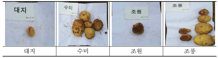 감자 품종별 감자 무름병 병징