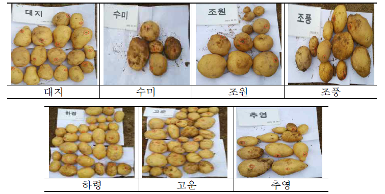 유기농 감자 품종별 더뎅이병(Streptomyces scabies) 저항성 정도(진안군)