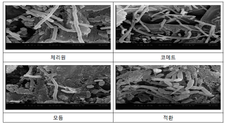 전자현미경(SEM)을 이용한 20일 무 품종별 더뎅이병 병징에서 Streptomyces scabies의 침입 양상 검경(X20,00)