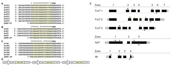 배추 α1,3-fucosyltransferases, β1,2-xylosyltransferase, immortalization 유전자의 활성을 제거하기 위한 guide RNA (gRNA) construct (A-D) 및 유전체 편집 자리 모식도(E)