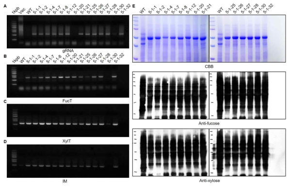 CRISPR/Cas9 시스템을 통해 α1,3-fucosyltransferases, β1,2-xylosyltransferase 그리고 immortalization 유전자의 활성을 제거한 배추의 세대 진전 후 선별(A)과 형질전환체의 유전형(B-D) 및 N-glycan 구조 분석(E)