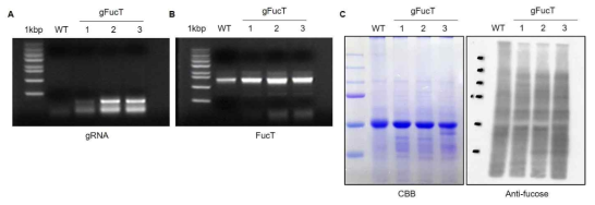 CRISPR/Cas9 시스템을 통해 α1,3-fucosyltransferases 유전자의 활성을 제거한 배추의 선별(A)과 형질전환체의 유전형(B) 및 N-glycan 구조 분석(C)