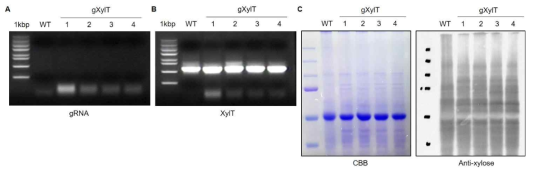 CRISPR/Cas9 시스템을 통해 β1,2-xylosyltransferase 유전자의 활성을 제거한 배추의 선별(A)과 형질전환체의 유전형(B) 및 N-glycan 구조 분석(C)