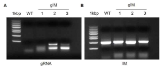 CRISPR/Cas9 시스템을 통해 immortalization 유전자의 활성을 제거한 배추의 선별(A)과 형질전환체의 유전형 분석(B)