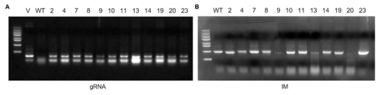 CRISPR/Cas9 시스템을 통해 immortalization 유전자의 활성을 제거한 배추의 추가적인 계통 선별(A)과 형질전환체의 유전형 분석(B)