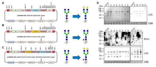 β1,4-galactosyltransferase와 α1,6-fucosyltransferase 발현 바이너리 벡터 모식도(A-C), 렉틴을 이용한 N-glycan 구조 분석(D)