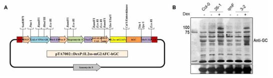 Glucocerebrosidase 발현 바이너리 벡터 모식도(A) 및 dexamethasone 처리에 의한 glucocerebrosidase 발현 분석(B)