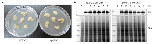 Glucocerebrosidase 발현 형질전환체로부터 callus 유도(A) 및 dexamethasone 처리에 의한 glucocerebrosidase 발현 분석(B)