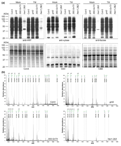 Col-0, gnt2, 35S:GnTII, hex1,2&3에서 분리된 단백질을 이용한 immunoblot 분석 및 MALDI-TOF MS를 이용한 N-당질의 구조 분석
