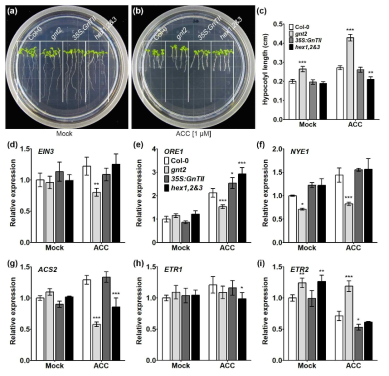 에틸렌에 대한 표현형과 식물체(Col-0, gnt2, 35S:GnTII, hex1,2&3) 내의 에틸렌 관련 인자들의 발현 분석