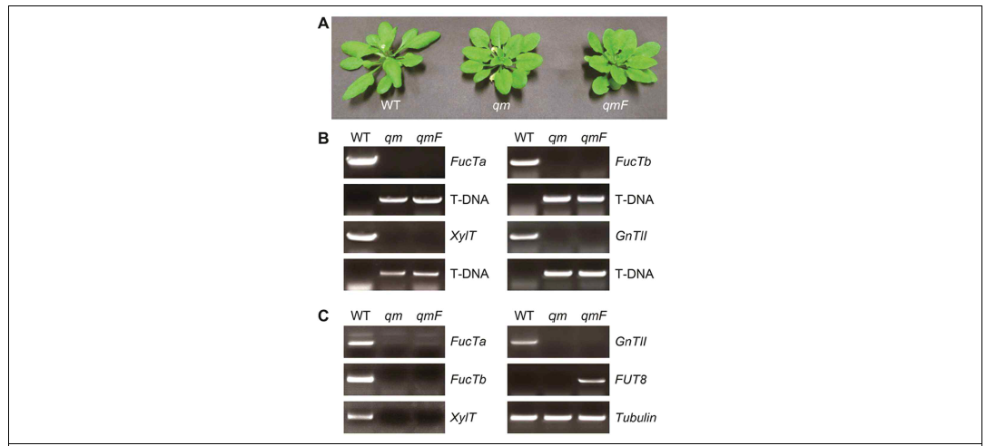 맞춤형 N-당질 생산 식물의 표현형 분석과 유전체 및 전사체 분석