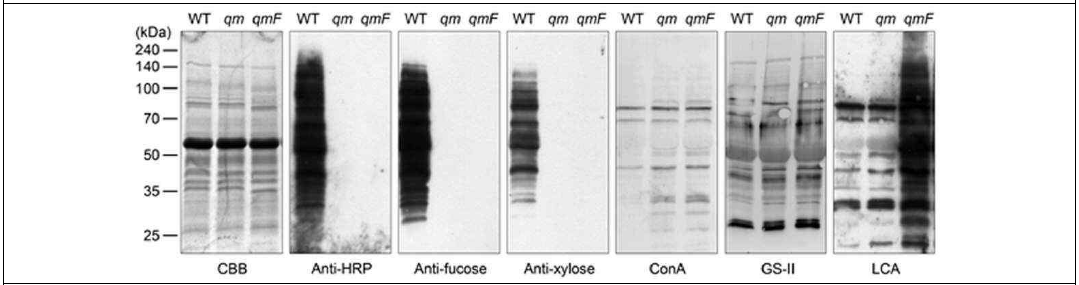 Immunoblot과 lectinblot을 이용한 맞춤형 N-당질 생산 식물의 N-glycan 패턴 분석