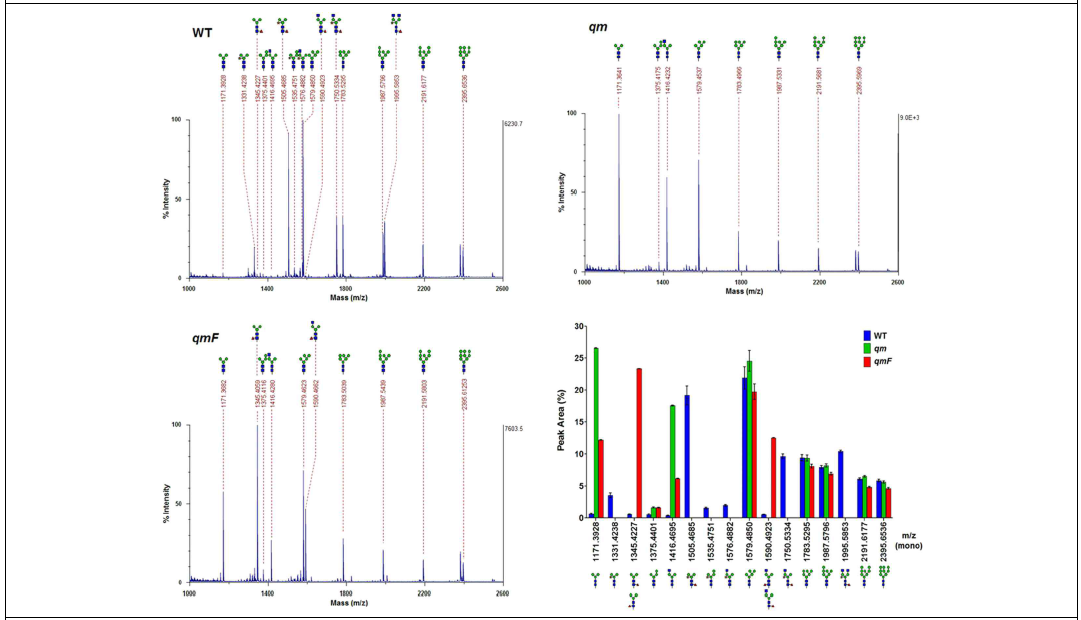 MALDI-TOF 분석을 이용한 맞춤형 N-당질 생산 식물의 N-glycan 구조 분석