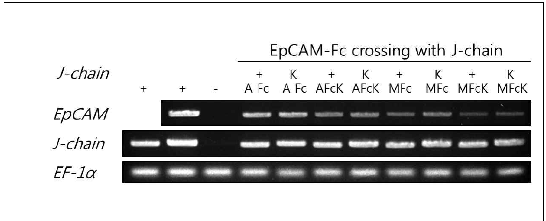 qRT-PCR을 통한 EpCAM-Fc (A 또는 M type) * J-chain 또는 EpCAM Fc * J-chainK를 발현하는 식물형질전환체에서의 유전자 발현 여부 확인