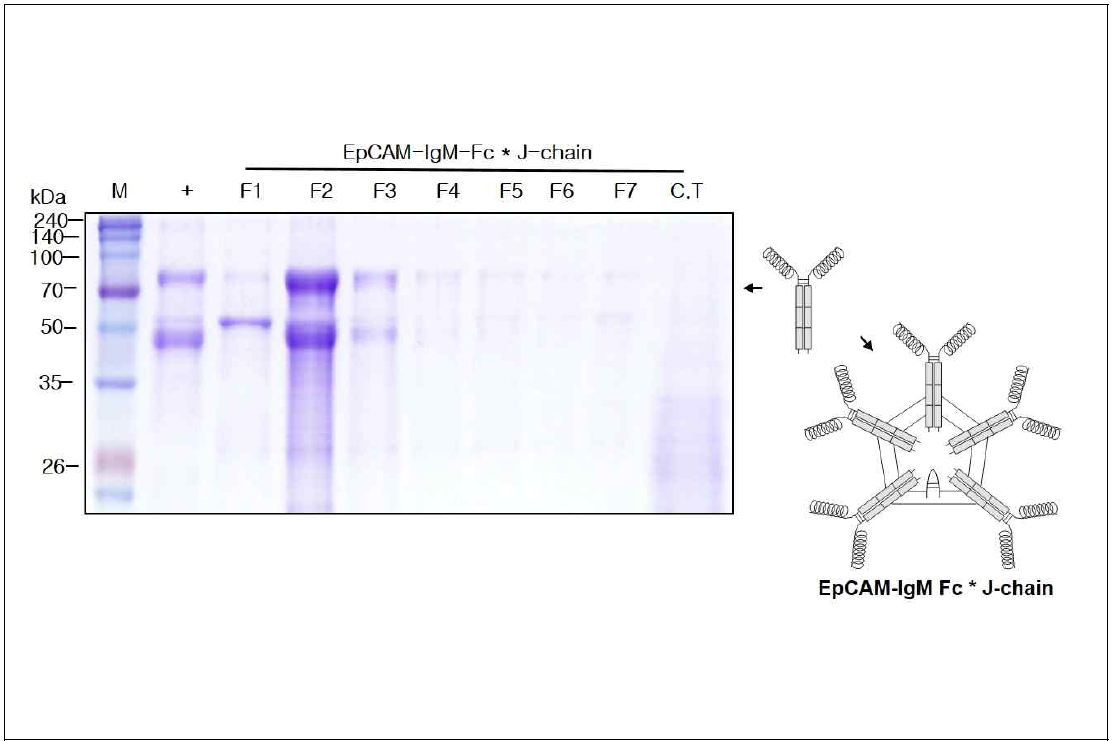 EpCAM-IgM Fc* J-chain을 발현하는 형질전환 담배 식물에서 항원-항체 융합 백신 단백질 정제