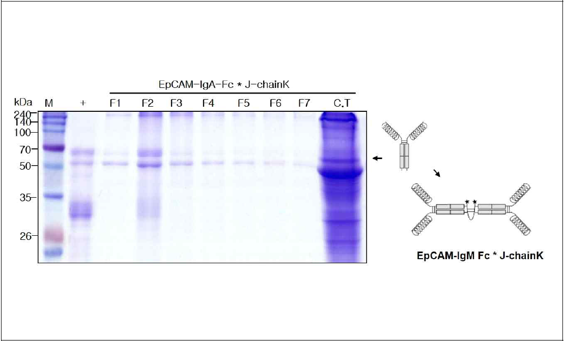 EpCAM-IgA Fc* J-chainK을 발현하는 형질전환 담배 식물에서 항원-항체 융합백신 단백질 정제