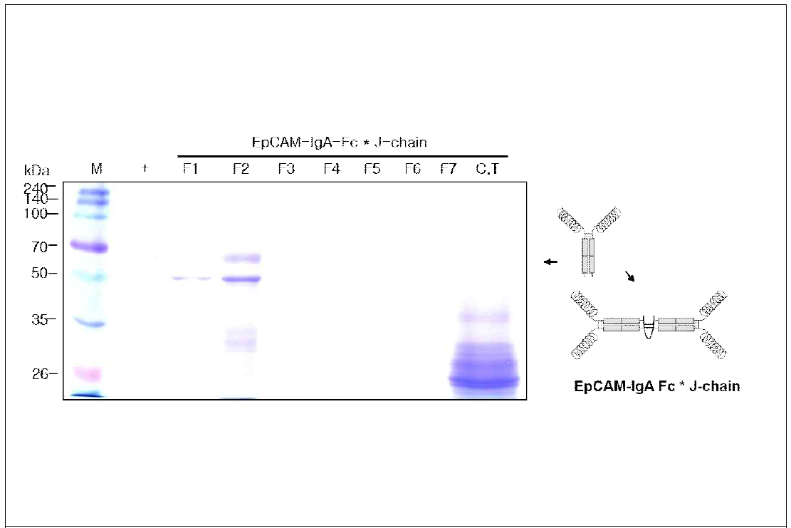EpCAM-IgA Fc* J-chain을 발현하는 형질전환 담배 식물에서 항원-항체 융합 백신 단백질 정제