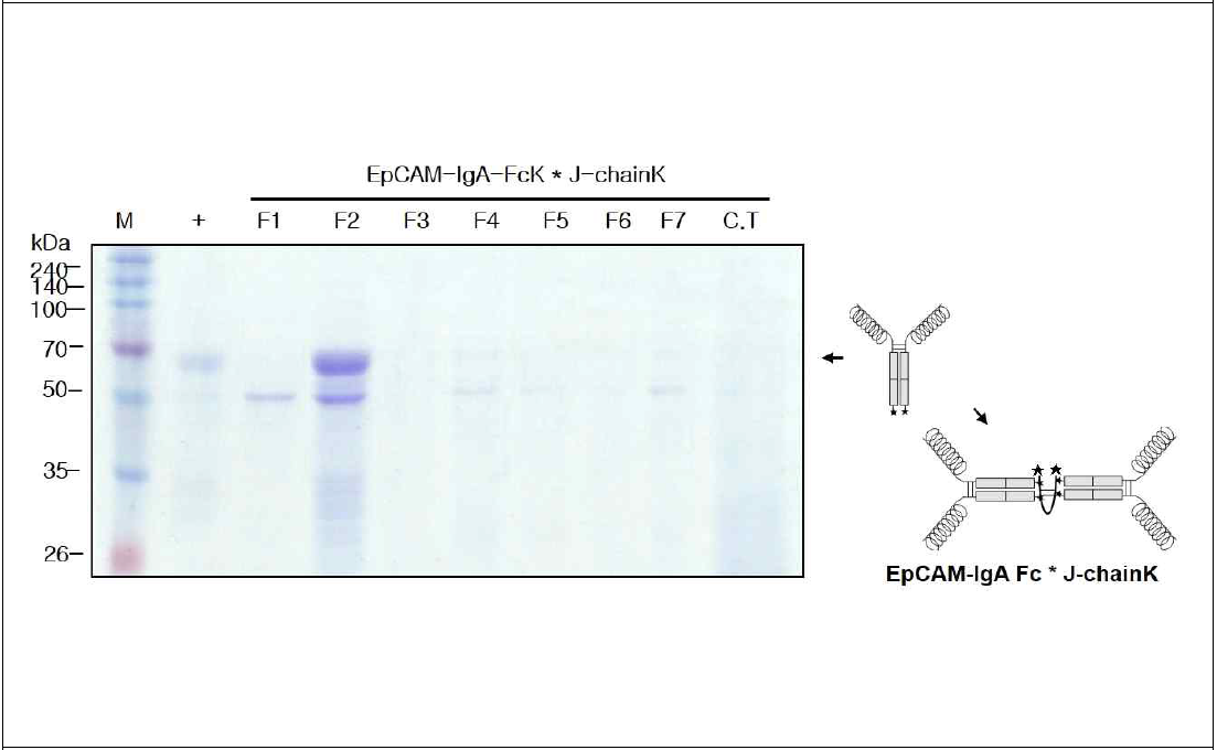 EpCAM-IgA FcK* J-chainK을 발현하는 형질전환 담배 식물에서 항원-항체 융합 백신 단백질 정제