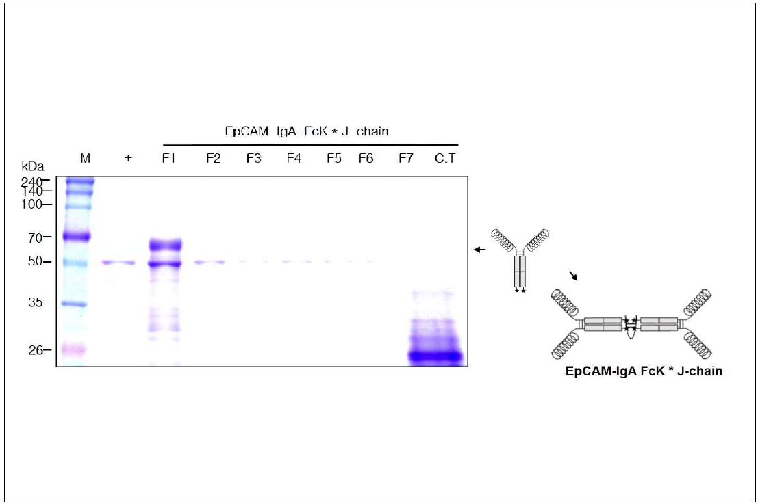 EpCAM-IgA FcK* J-chain을 발현하는 형질전환 담배 식물에서 항원-항체 융합 백신 단백질 정제