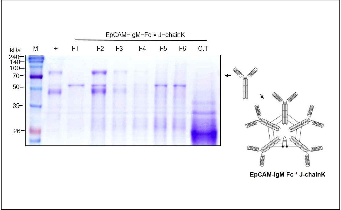 EpCAM-IgM Fc* J-chainK을 발현하는 형질전환 담배 식물에서 항원-항체 융합백신 단백질 정제