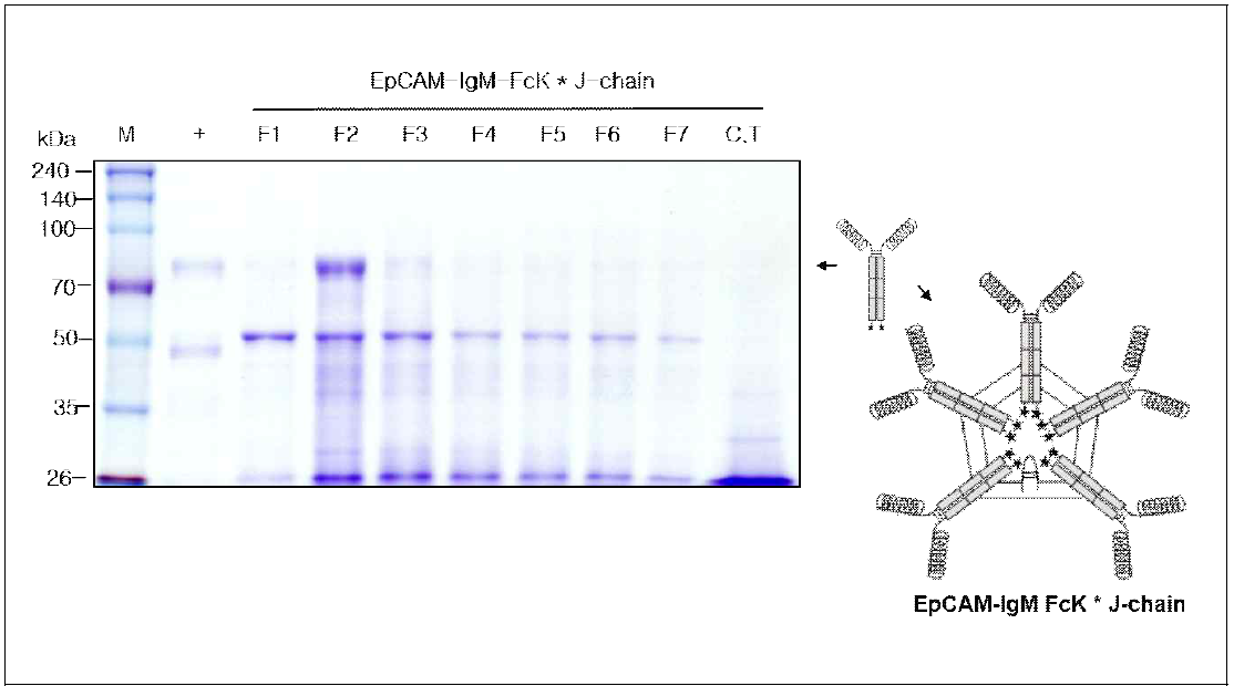 EpCAM-IgM FcK* J-chain을 발현하는 형질전환 담배 식물에서 항원-항체 융합백신 단백질 정제