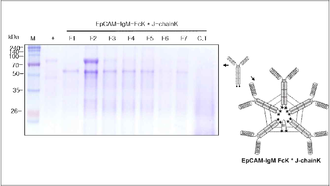 EpCAM-IgM FcK* J-chaink을 발현하는 형질전환 담배 식물에서 항원-항체 융합백신 단백질 정제