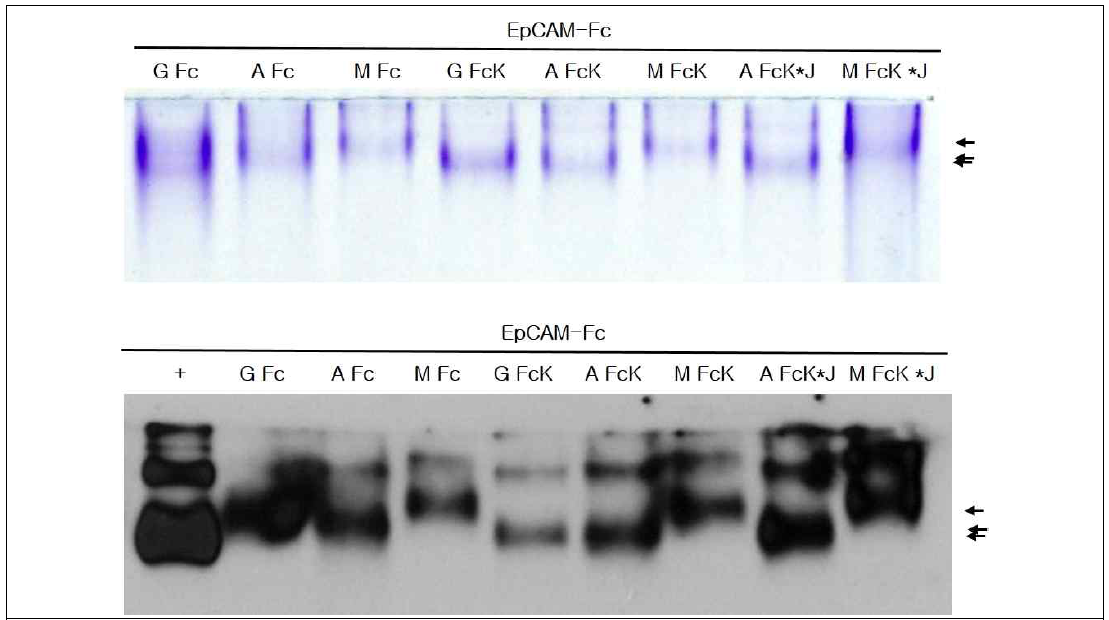 다양한 EpCAM-Fc 융합 백신 단백질의 구조 분석을 위한 Native PAGE 및 Native PAGE Gel의 Western blot 결과
