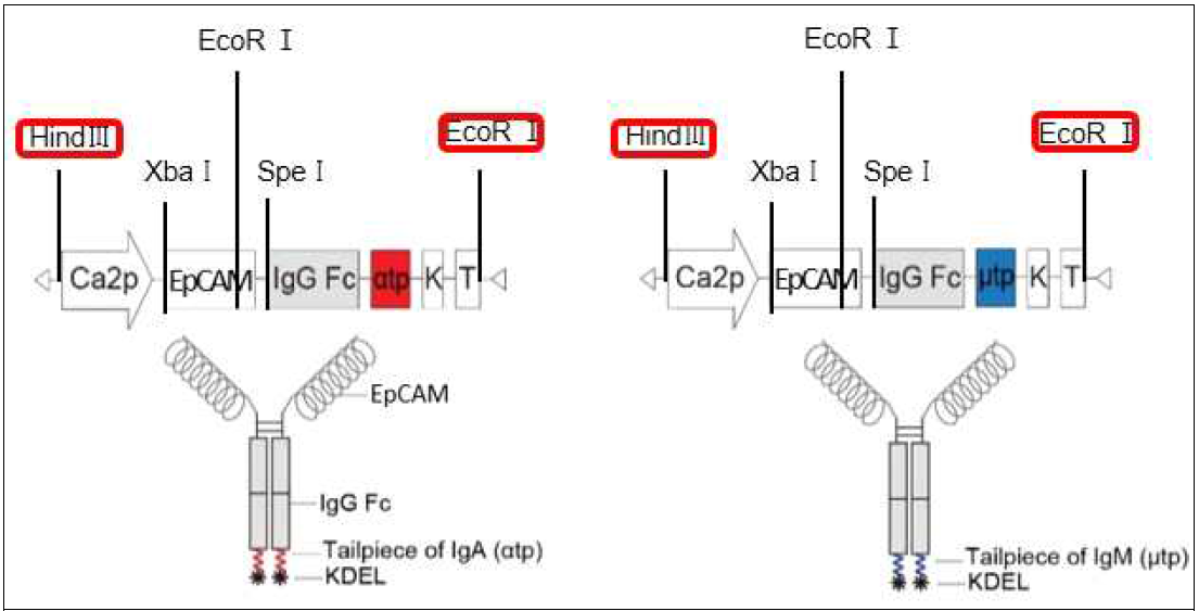 EpCAM-FcKα와 EpCAM-FcKμ를 발현하기 위한 universal expression cassette 및 구조 모식도