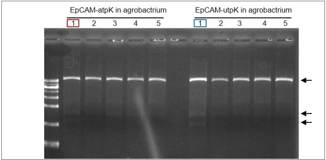 EpCAM-FcKα와 EpCAM-FcKμ 유전자가 삽입된 universal vector를 구축하기 위해 최종단계인 agrobacterium에 삽입된 것을 확인