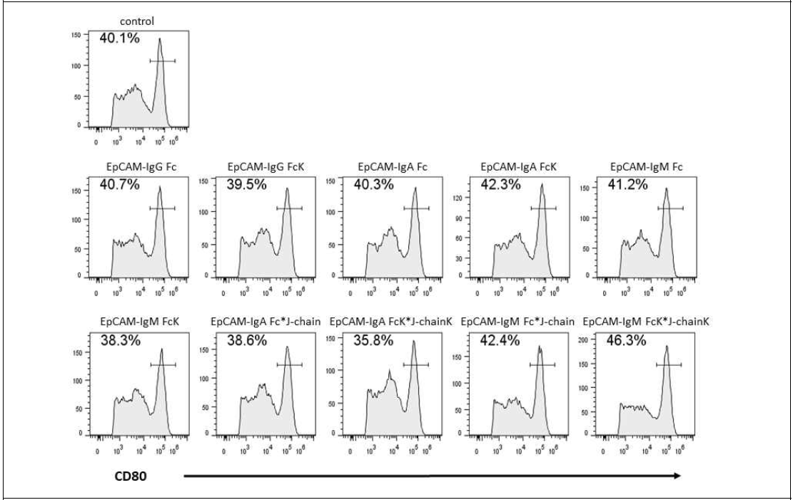 다양한 EpCAM-Fc 및 4차 거대구조의 융합 백신 단백질(EpCAM-Fc * J-chain)의 in vivo 에서의 효능 검정을 위한 FACS 분석 수행 (CD80 marker)