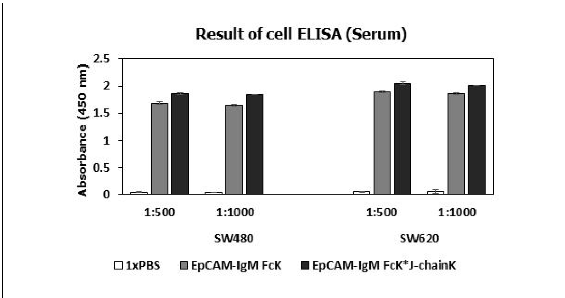 인간 대장암세포 Cell을 이용하여 ELISA를 통한 백신의 효능 확인 완료