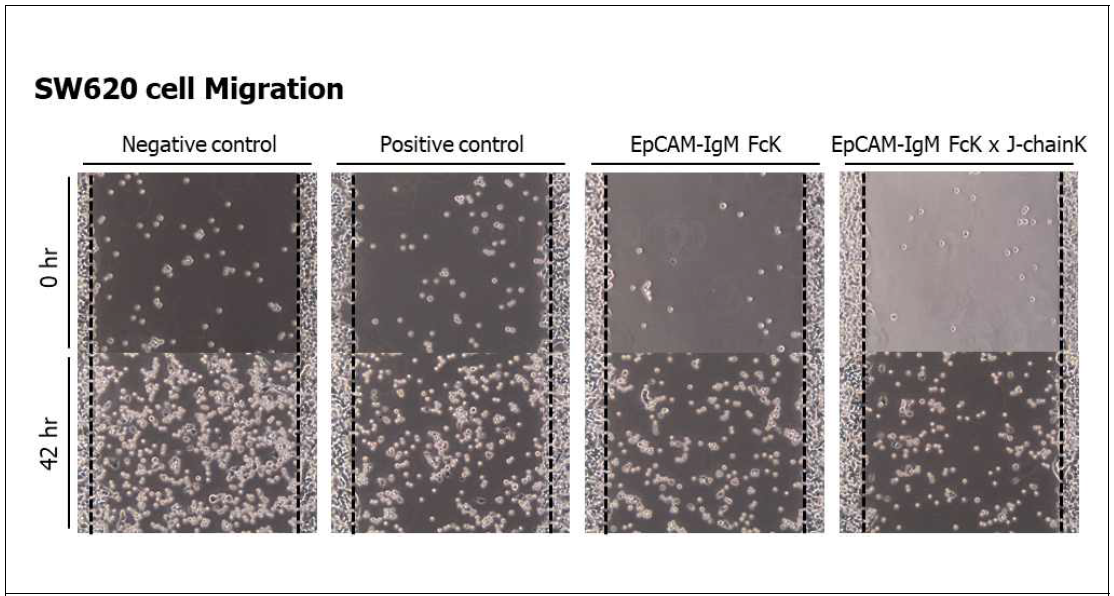 인간 대장 암세포 SW620를 이용하여 cell Migration을 통한 백신의 효능 확인 완료