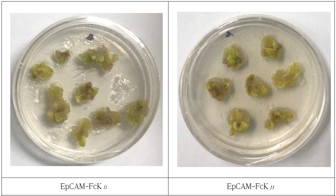 각 유전자(EpCAM-FcKα와 EpCAM-FcKμ)가 형질전환 된 담뱃잎 절편의 캘러스