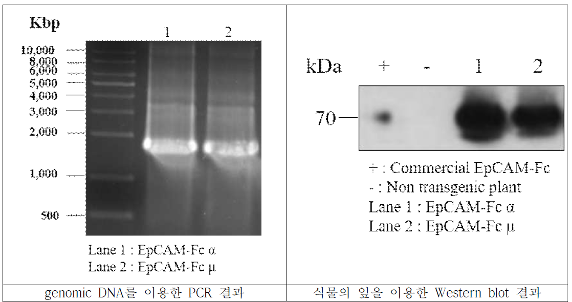 EpCAM-FcKα와 EpCAM-FcKμ을 발현하는 형질전환 식물체에서 추출한 gDNA의 PCR을 통해 목표유전자 삽입을 확인하였으며, 식물의 잎을 이용한 Western blot을 통해 목표단백질의 detection을 확인