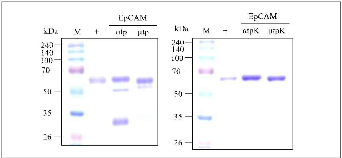 대량생산된 식물체에서 EpCAM-FcKα와 EpCAM-FcKμ 융합 백신 단백질의 효율적인 정제법 구축 및 SDS-PAGE를 통한 검증