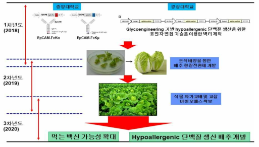 배추에서 거대분자 융합백신단백질 및 유전자편집 기반 hypoallergenic 단백질 생산 시스템 구축(1협동, 1세부 연계)