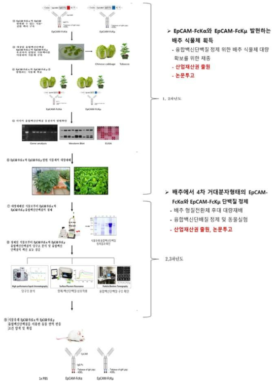 융합백신단백질 생산 배추 형질전환체 세대진전 및 단백질 생산