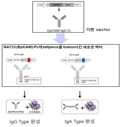 배추 형질전환 벡터제작에 이용한 IgG type 고면역성 다량체 인간 항암단백질항체 모식도
