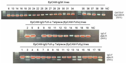 배추 IgG type 다량체 항암백신단백질 형질전환체 유전자 도입 PCR 분석