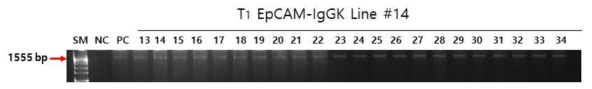 배추 EpCAM-IgG-FcK 형질전환체 14 line T1 식물체 PCR 분석