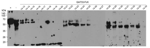 배추 EpCAM-IgG-FcK 형질전환체 14 line T1 식물체 단백질 발현 분석